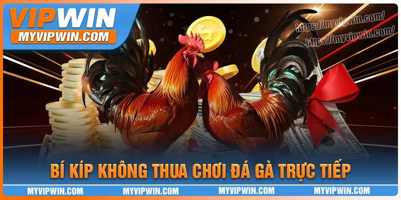 Bỏ túi bí kíp chơi đá gà trực tiếp không bị thua