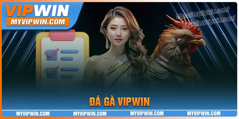Đá gà Vipwin - Sảnh cược đẳng cấp xanh chín cho kê thủ