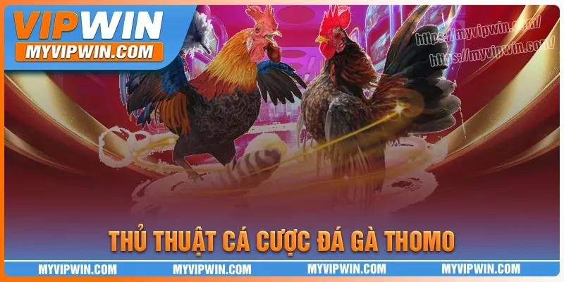 Mách bạn cách chơi đá gà Thomo chuẩn chỉnh nhất